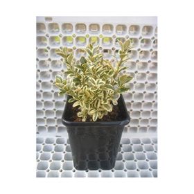 Plantistanbul Buxus Sempervirens Şimşir Fidanı