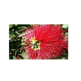 Plantistanbul Callistemon Leavis Bodur Fırça Çalısı Fidanı