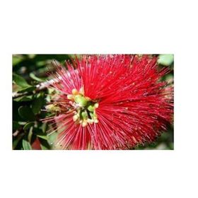 Plantistanbul Callistemon Leavis Bodur Fırça Çalısı Fidanı