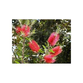 Plantistanbul Callistemon Leavis Bodur Fırça Çalısı Fidanı
