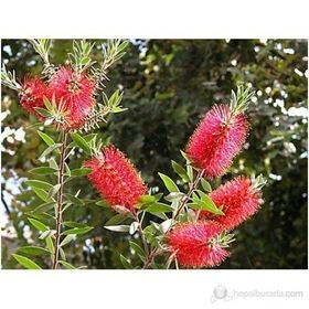 Plantistanbul Callistemon Leavis Bodur Fırça Çalısı Fidanı