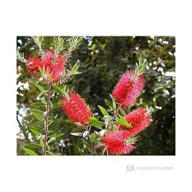 Plantistanbul Callistemon Leavis Bodur Fırça Çalısı Fidanı