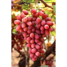 Plantistanbul Crimson Seedless Asma Üzüm Fidanı
