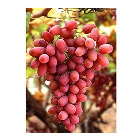 Plantistanbul Crimson Seedless Asma Üzüm Fidanı