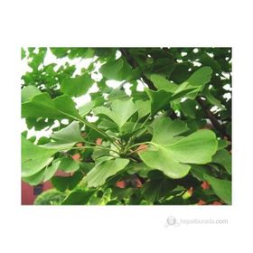 Plantistanbul Ginkgo Biloba Fidanı