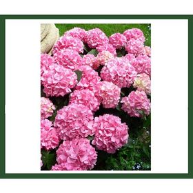 Plantistanbul Hydrangea Macrophylla Pembe Çiçekli Ortanca Fidanı