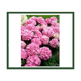 Plantistanbul Hydrangea Macrophylla Pembe Çiçekli Ortanca Fidanı