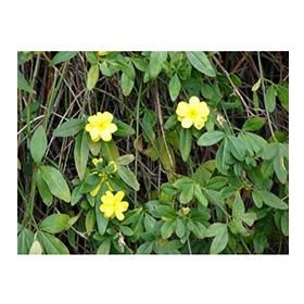 Plantistanbul Jasminum Nudiflorum Sarı Yasemin Fidanı