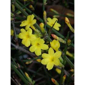 Plantistanbul Jasminum Nudiflorum Sarı Yasemin Fidanı