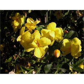 Plantistanbul Jasminum Nudiflorum Sarı Yasemin Fidanı