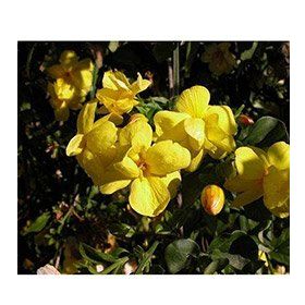 Plantistanbul Jasminum Nudiflorum Sarı Yasemin Fidanı
