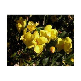 Plantistanbul Jasminum Nudiflorum Sarı Yasemin Fidanı