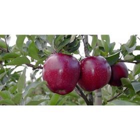 Plantistanbul Joremini +120 cm Elma Fidanı