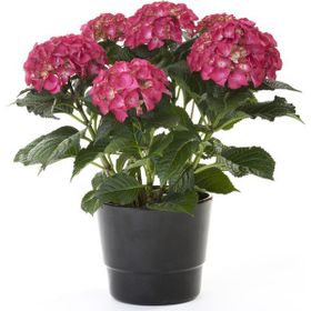 Plantistanbul Kırmızı 20-40 cm Ortanca Fidanı