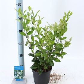 Plantistanbul Ligustrum Japonicum Kurtbağrı Fidanı