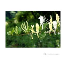 Plantistanbul Lonicera Caprifolium Hanımeli Fidanı