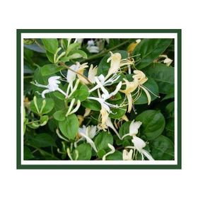Plantistanbul Lonicera Caprifolium Hanımeli Fidanı