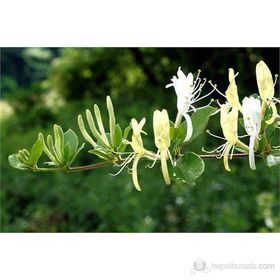 Plantistanbul Lonicera Caprifolium Hanımeli Fidanı