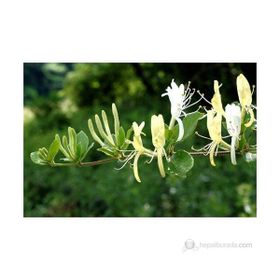 Plantistanbul Lonicera Caprifolium Hanımeli Fidanı