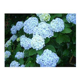 Plantistanbul Mavi Ortanca 15-20 cm Fidanı