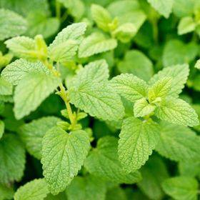 Plantistanbul Melisa Cestrum Nocturnum Parfüm Çiçeği