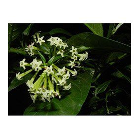 Plantistanbul Melisa Cestrum Nocturnum Parfüm Çiçeği