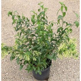 Plantistanbul Melisa Cestrum Nocturnum Parfüm Çiçeği
