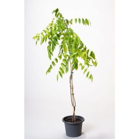 Plantistanbul Mor Salkım Fidanı
