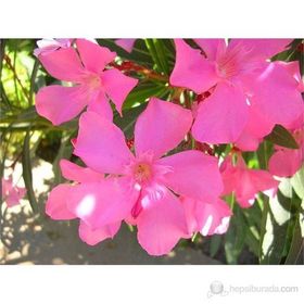Plantistanbul Nerium Oleander Pembe Zakkum Fidanı