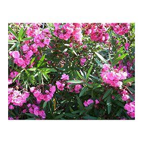 Plantistanbul Nerium Oleander Pembe Zakkum Fidanı