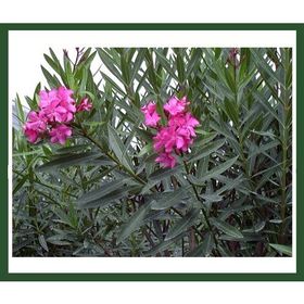 Plantistanbul Nerium Oleander Pembe Zakkum Fidanı