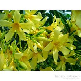 Plantistanbul Nerium Oleander Pembe Zakkum Fidanı