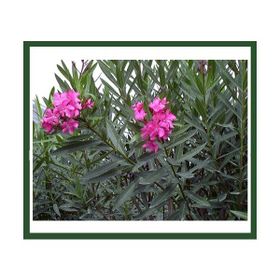 Plantistanbul Nerium Oleander Pembe Zakkum Fidanı