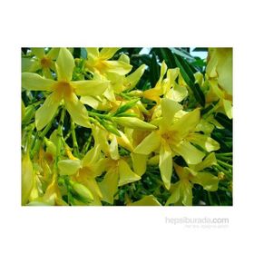 Plantistanbul Nerium Oleander Pembe Zakkum Fidanı