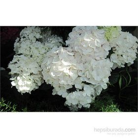 Plantistanbul Ortanca Beyaz 40-60 cm Fidanı