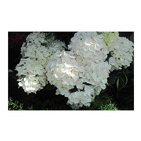 Plantistanbul Ortanca Beyaz 40-60 cm Fidanı