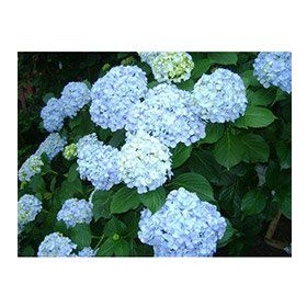 Plantistanbul Ortanca Beyaz 40-60 cm Fidanı