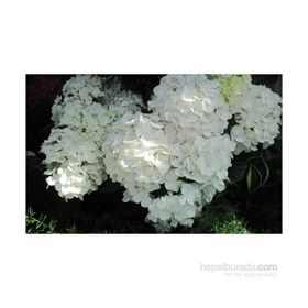 Plantistanbul Ortanca Beyaz 40-60 cm Fidanı
