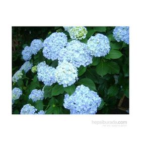 Plantistanbul Ortanca Beyaz 40-60 cm Fidanı