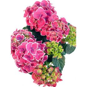 Plantistanbul Pembe Ortanca Fidanı