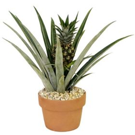 Plantistanbul Saksıda Ananas Fidanı