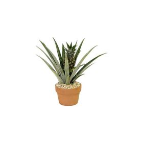 Plantistanbul Saksıda Ananas Fidanı
