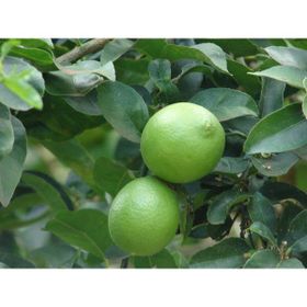 Plantistanbul Tahiti Lime Limonu Fidanı