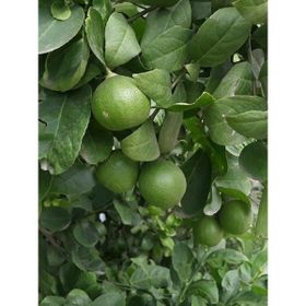 Plantistanbul Tahiti Lime Limonu Fidanı