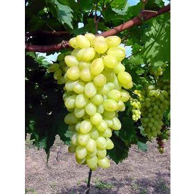 Plantistanbul Tüplü Superior Seedless Üzüm Fidanı