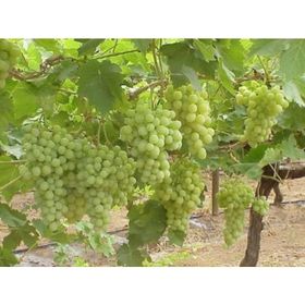 Plantistanbul Tüplü Superior Seedless Üzüm Fidanı