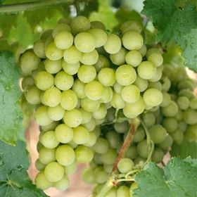 Plantistanbul Tüplü Superior Seedless Üzüm Fidanı