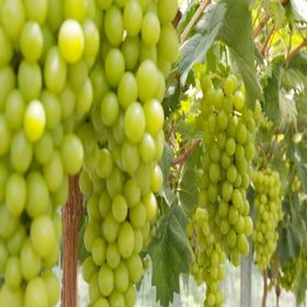 Plantistanbul Tüplü Superior Seedless Üzüm Fidanı