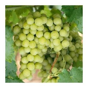 Plantistanbul Tüplü Superior Seedless Üzüm Fidanı