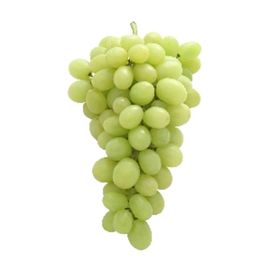 Plantistanbul Tüplü Superior Seedless Üzüm Fidanı